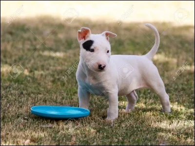 Quel est ce petit chiot dont je te fais cadeau ?
