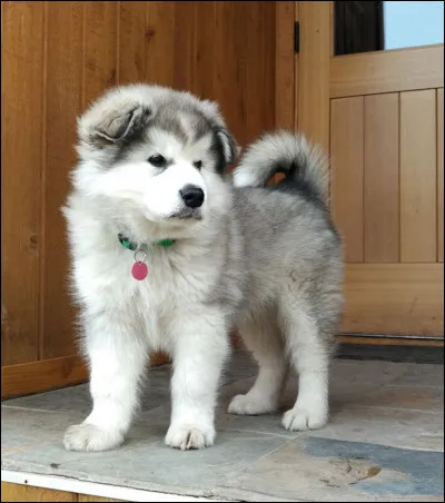 Ce chiot deviendra puissant et robuste ! Pas toujours aimable envers ses congénères, il aime dominer, c'est un chien que tu comprendras !