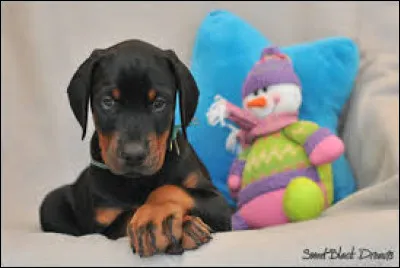 Devenu adulte, tu l'apprécieras : son surnom est "chien de gendarme" !