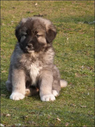 Ce petit chiot est destiné à être un chien rustique qui appréciera de vivre à la campagne :