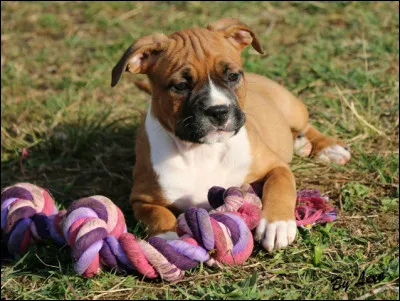 Apprécié par ses maîtres, c'est un croisement du Pit Bull. Vous devriez faire équipe à merveille !