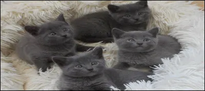 À propos de chats, lequel choisiriez-vous ? 
... et ce n'est pas une question subjective.