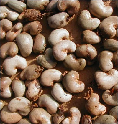 Quel compagnon de Jeanne d'Arc était surnommé le Bâtard d'Orléans ?