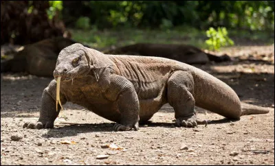 Quel est ce varan charognard, le plus gros lézard vivant au monde, endémique de l'Indonésie ?