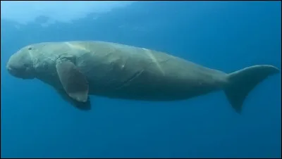 Quel est ce mammifère marin herbivore au corps fuselé avec deux pattes avant modifiées en nageoires, surnommé la vache des mers ?