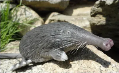 Quel est cet insectivore qui ressemble à une taupe avec une trompe, il est adapté au milieu aquatique avec des pattes avant palmées ?