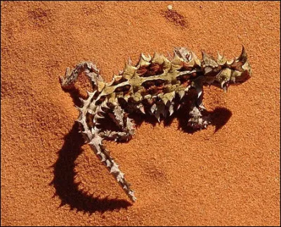 Quel est ce lézard d'Australie recouvert d'épines, il vit dans les déserts sableux, les fourmis constituent sa nourriture principale ?