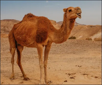 Quel est ce genre de chameau à une bosse, animal adapté à la chaleur, à la sécheresse et à la sous-alimentation ?