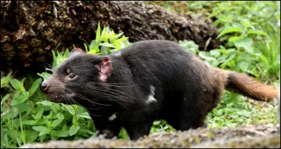 Quel est ce marsupial carnivore caractérisé par un pelage noir qui vit uniquement au sud de l' Australie ?