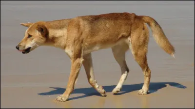 Quel est ce chien sauvage d'Australie à la morphologie et aux moeurs proches du loup ?