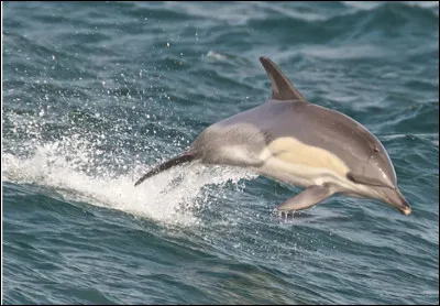 Quel est ce mammifère marin sans rostre mais avec un front très développé, animal très populaire auprès des humains, en littérature et à la télévision ?