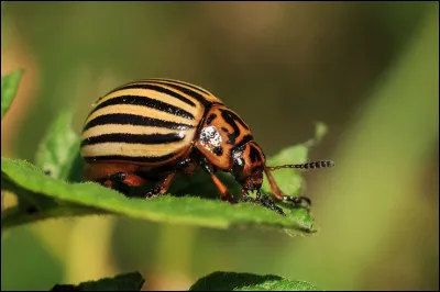 Quel est cet insecte coléoptère, cauchemar des jardiniers et des pommes de terre ?