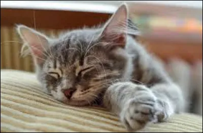 Lequel de ces mots n'est pas un synonyme de "chat" ?