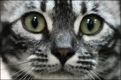 Complétez cette expression : "Faire une ... de chat".