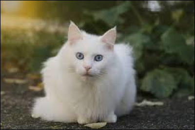 Quelle est la race de chat blanc à poils mi-longs ?