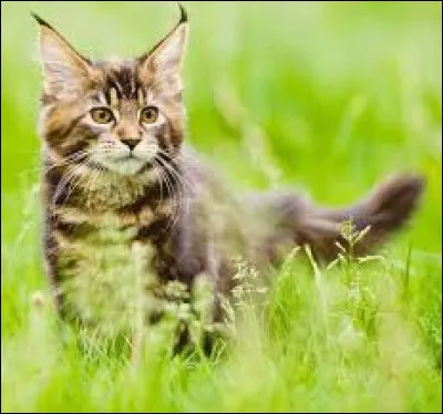 Comment dit-on "chat" en allemand ?