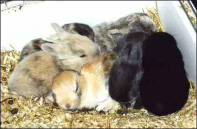 Ensemble d'animaux situés dans le même gîte :