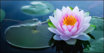 Synonyme de lotier :