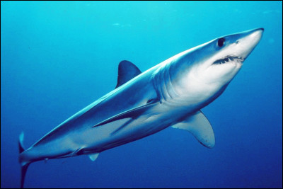 Des requins-taupes bleus :