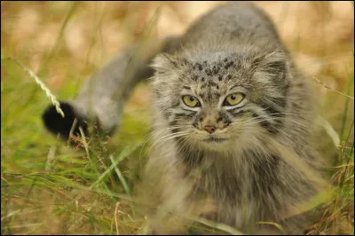 Chat de Pallas ou chat des steppes, ce petit félin sauvage vit en Asie, spécialement en Mongolie et en Sibérie.