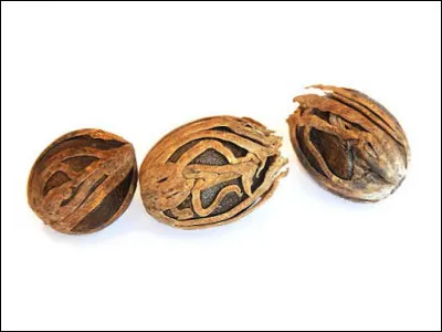 Fine couche entourant la noix de muscade, également appelée ''fleur de muscade'' :