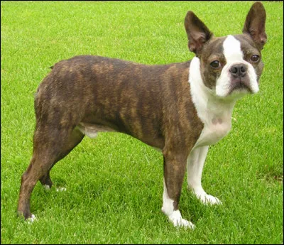 Quel est ce petit molosse originaire des &Eacute;tats-Unis, intelligent, affectueux, joueur et dynamique qui aboie peu ?