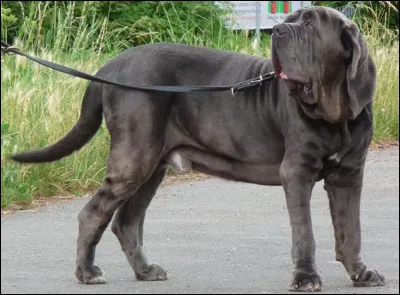 Quel est ce molosse, d'origine italienne tr&egrave;s fort, robuste &agrave; peau pliss&eacute;e, un animal agressif, capricieux, bon chien de garde mais qui &agrave; besoin d'espace ?