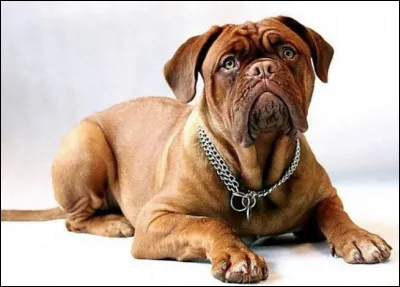 Quel est ce molosse adorable avec une &eacute;norme t&ecirc;te et un visage pliss&eacute;, chien calme, amical, attachant, social, curieux, courageux et excellent chien de garde ?