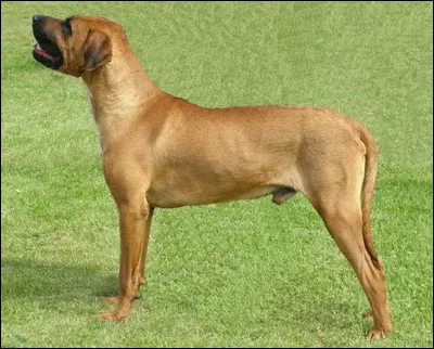 Quel est ce molosse originaire du Japon, chien favori de la mafia japonaise, animal brave, courageux, affectueux, fid&egrave;le et m&eacute;fiant ?