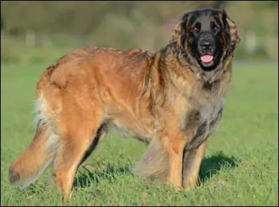 Quel est ce molosse d'origine allemande, un chien de montagne &agrave; poil long, muscl&eacute;, &eacute;l&eacute;gant, gentil, loyal, intelligent et vigilant ?