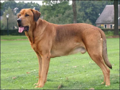 Quel est ce molosse corpulent, trapu, avec une t&ecirc;te large, un museau &eacute;cras&eacute; et des m&acirc;choires puissantes, un chien &eacute;quilibr&eacute;, calme, affectueux et excellent chien de garde ?