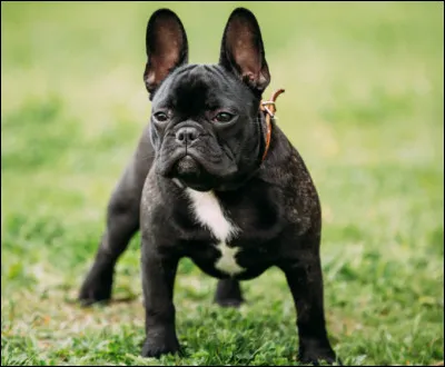 Quel est ce petit molosse, joyeux, joueur, doux, paisible, camarade de jeu id&eacute;al pour les enfants ?