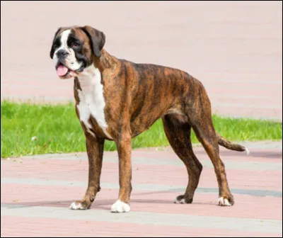 Quel est ce molosse plein de contradictions, costaud, agile, t&ecirc;tu, paisible, toujours pr&ecirc;t &agrave; se d&eacute;fendre ?