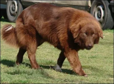 Quel est ce molosse de montagne, d'origine marocaine, chien rustique &agrave; t&ecirc;te d'ours, adapt&eacute; aux climats rigoureux gr&acirc;ce &agrave; sa fourrure &eacute;paisse ?