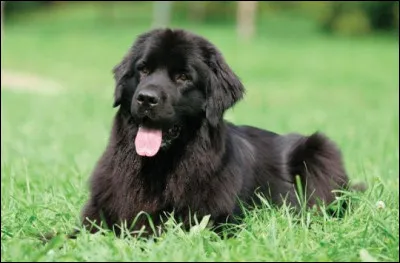 Quel est ce molosse d'origine canadienne, fort, loyal avec une &eacute;paisse fourrure noire; il poss&egrave;de des aptitudes aquatiques ?