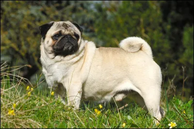 Quel est ce molosse de taille moyenne venant de Chine, chien &agrave; face plate, doux, vif, joyeux, glouton et pas du tout agressif ?