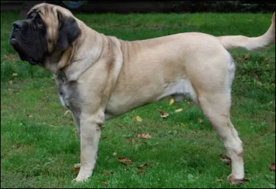 Quel est ce molosse de taille g&eacute;ante pouvant peser plus de 100 kilos, massif, muscl&eacute;, puissant, noble et &agrave; poil court, il a bon caract&egrave;re mais il est m&eacute;fiant ?