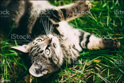 Qui est ce bandit, membre du Clan du Tonnerre puis du Clan de l'Ombre ?