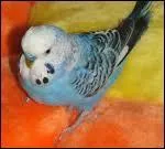 C'est quoi comme oiseau que vous voyez ?