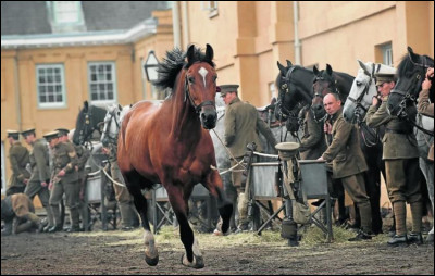Comment s'appelle ce cheval qui apparaît dans "Cheval de Guerre" ?