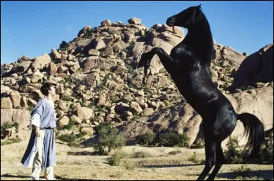 Comment se nomme le cheval dans "L'Étalon noir" ?