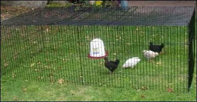 Battling le ténébreux, d'Alexandre Vialatte, est sous-titré...