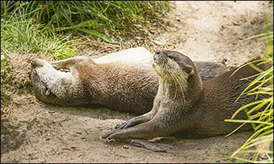 Quelle est la loutre la plus bruyante du monde ?