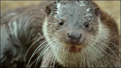 Quelle loutre compte 125 000 poils au centimètre carré ?