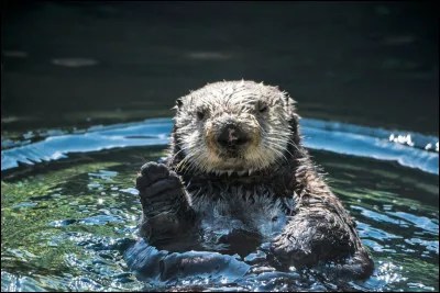 Quelle loutre vit en famille d'une trentaine d'individus ?