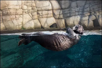 Quelle loutre est habituellement solitaire ?