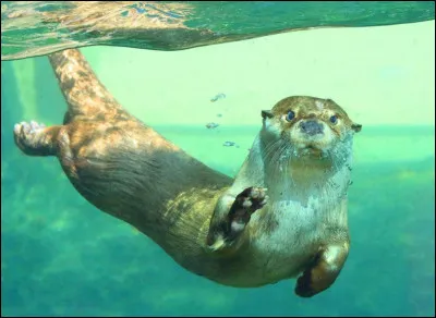 Quelle loutre est souvent qualifiée de loutre commune ?