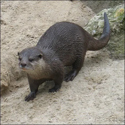 Quelle espèce de loutre vit en Amérique du Nord ?