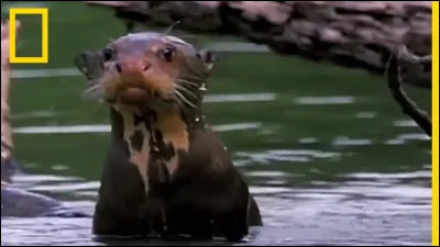 Quelle est la loutre la plus rare de toutes ?