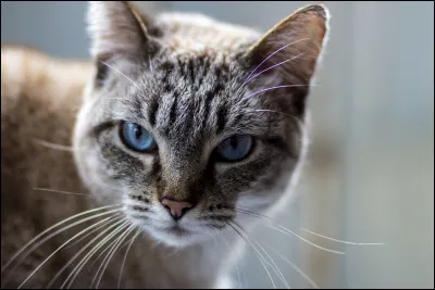 Quel est l'animal de compagnie de Jisoo ?